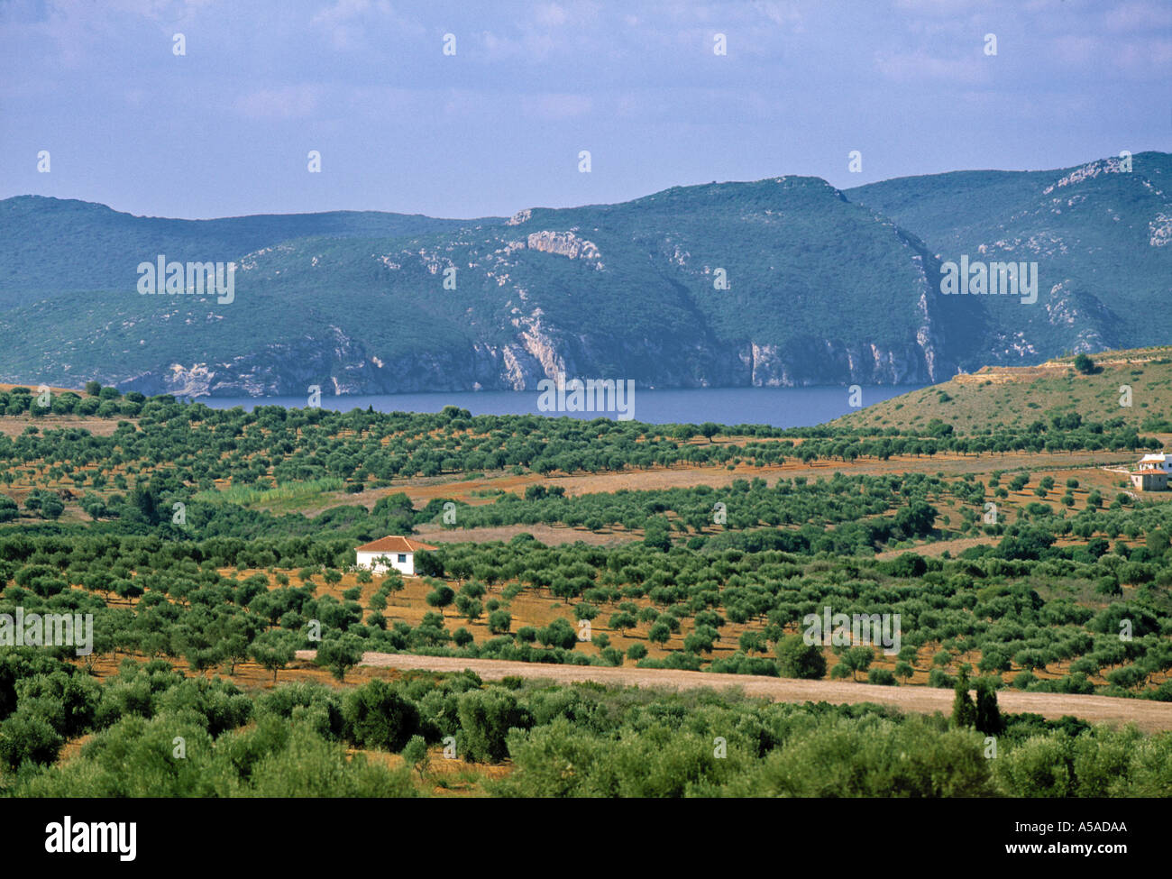 Olive grove greece hi-res stock photography and images - Alamy