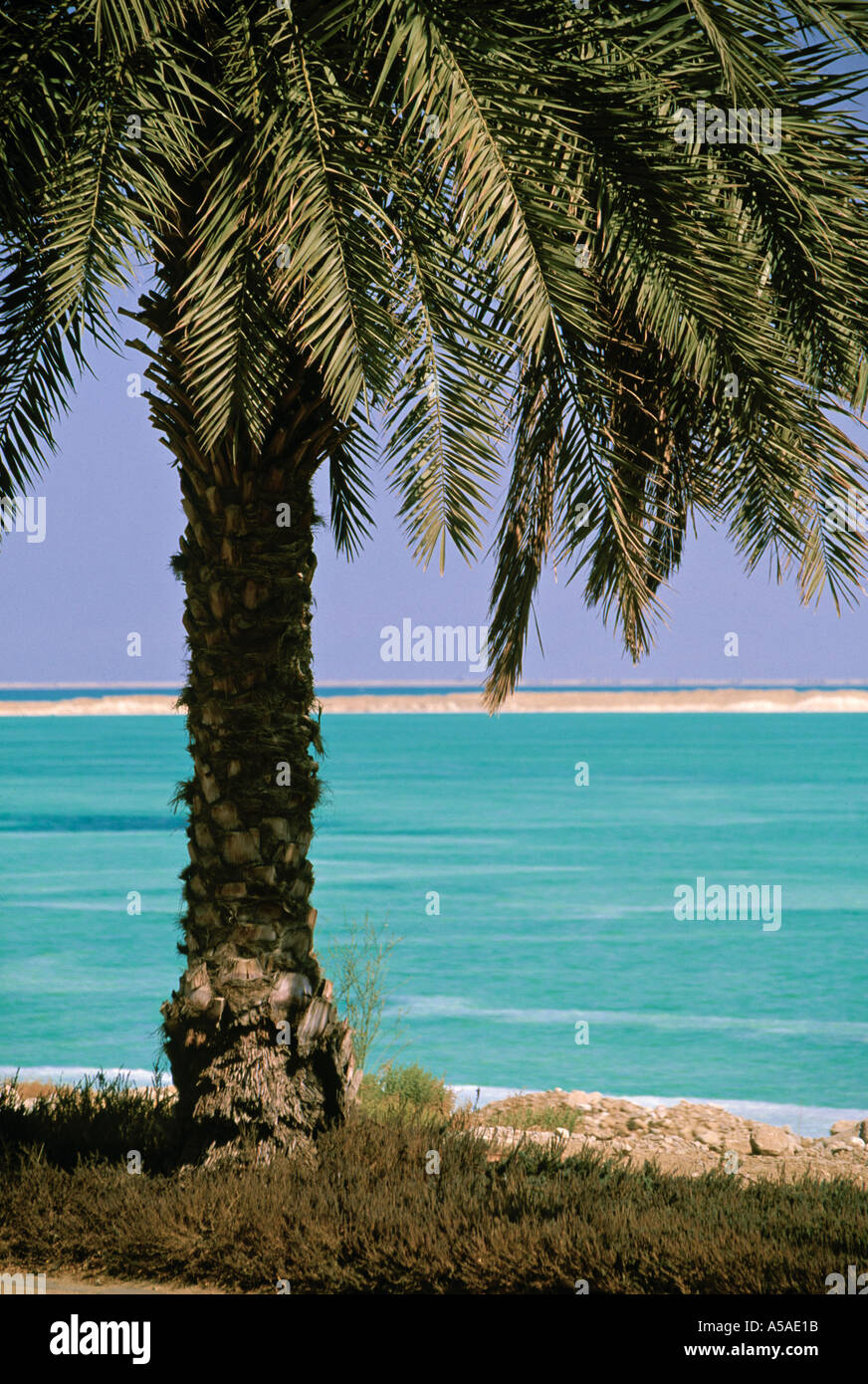 Palm tree at sea hi-res stock photography and images - Alamy