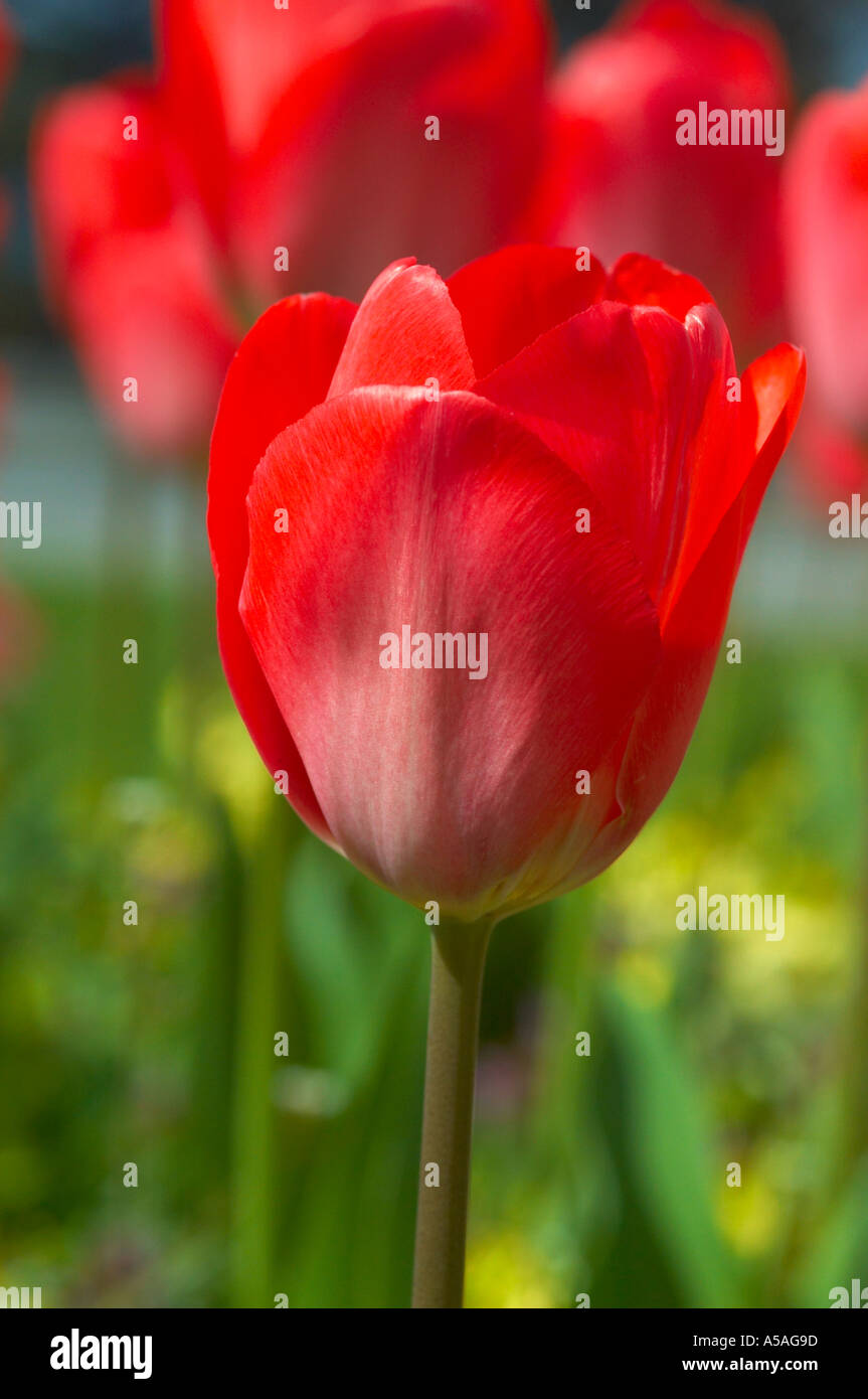 Pastel red tulips in a municipal London Park Stock Photo