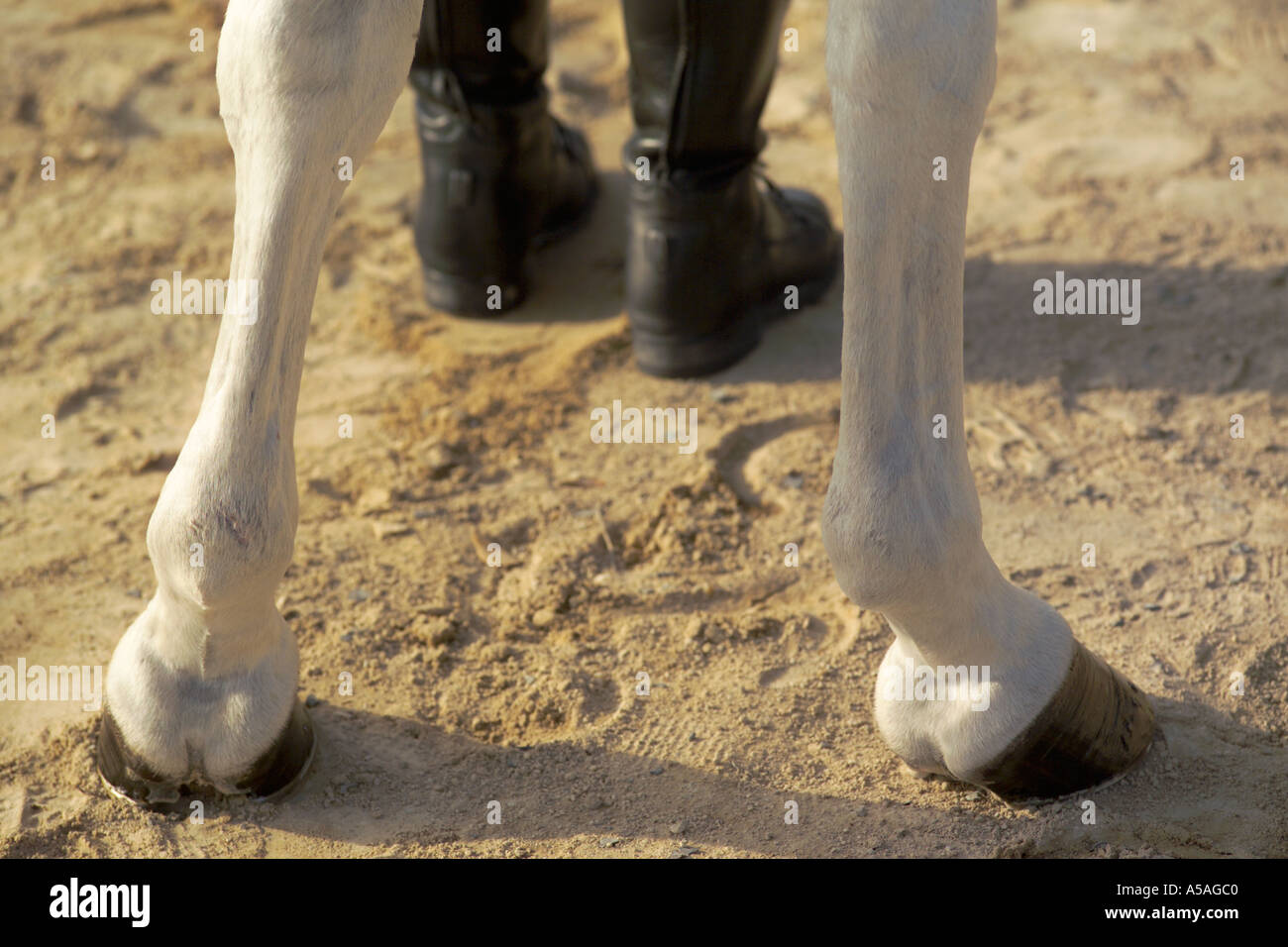 Hooves and boots Stock Photo Alamy