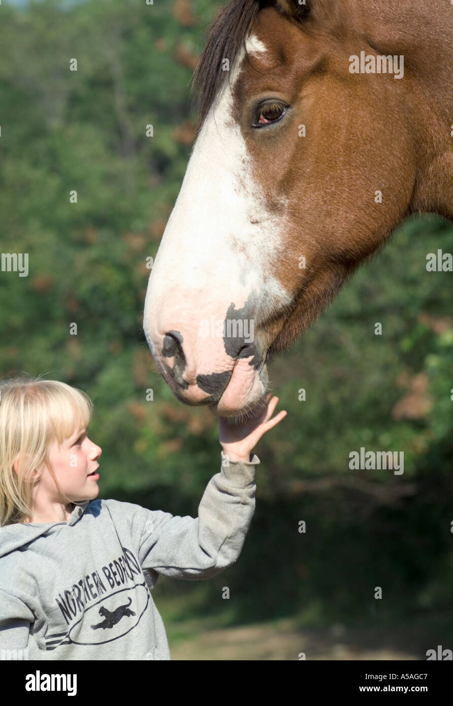 Young girl with Clydesdale Draft horse mare Stock Photo Alamy
