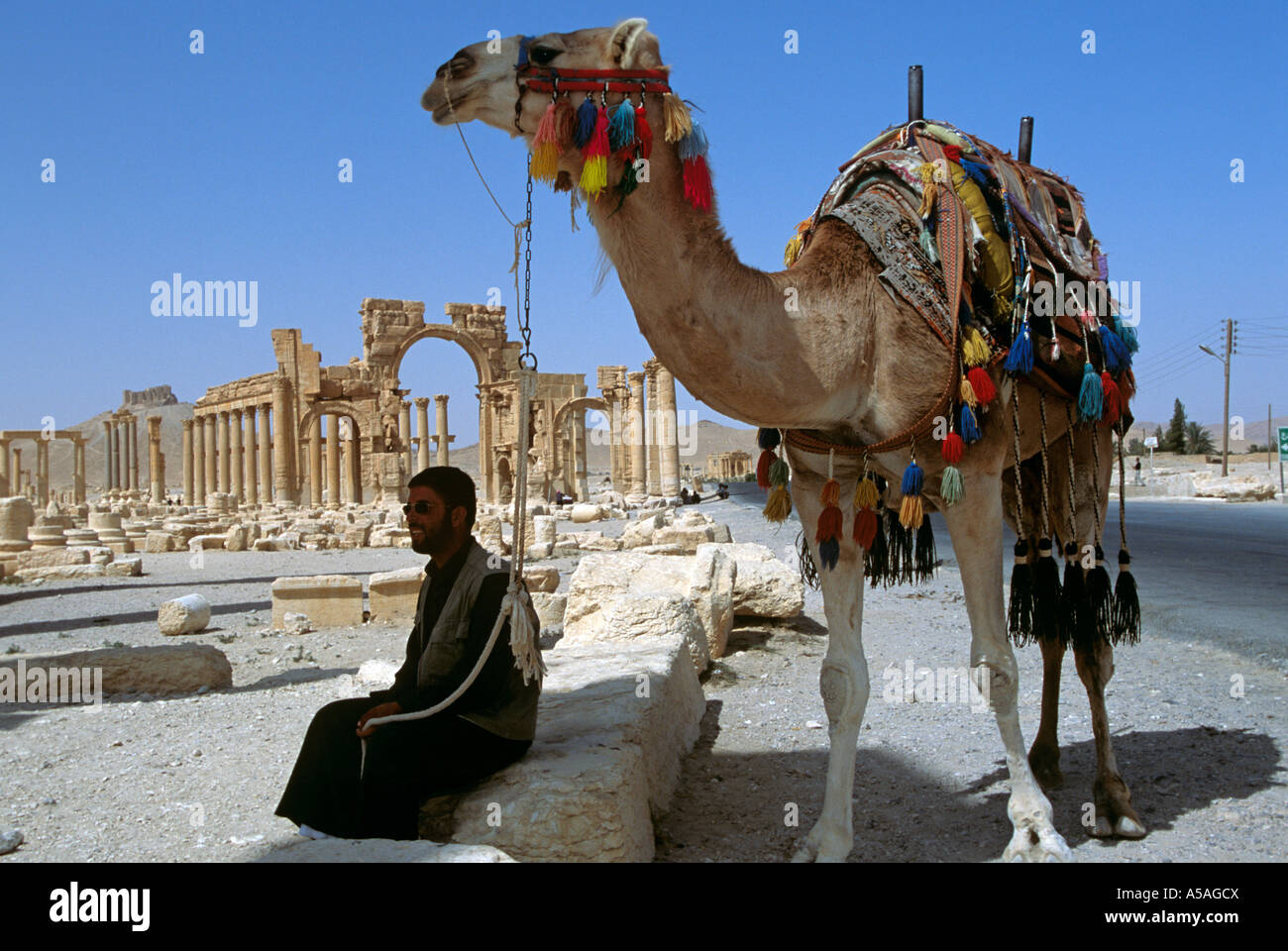 Man with camel resting, Roman ruins, Palmyra, Syria Stock Photo - Alamy