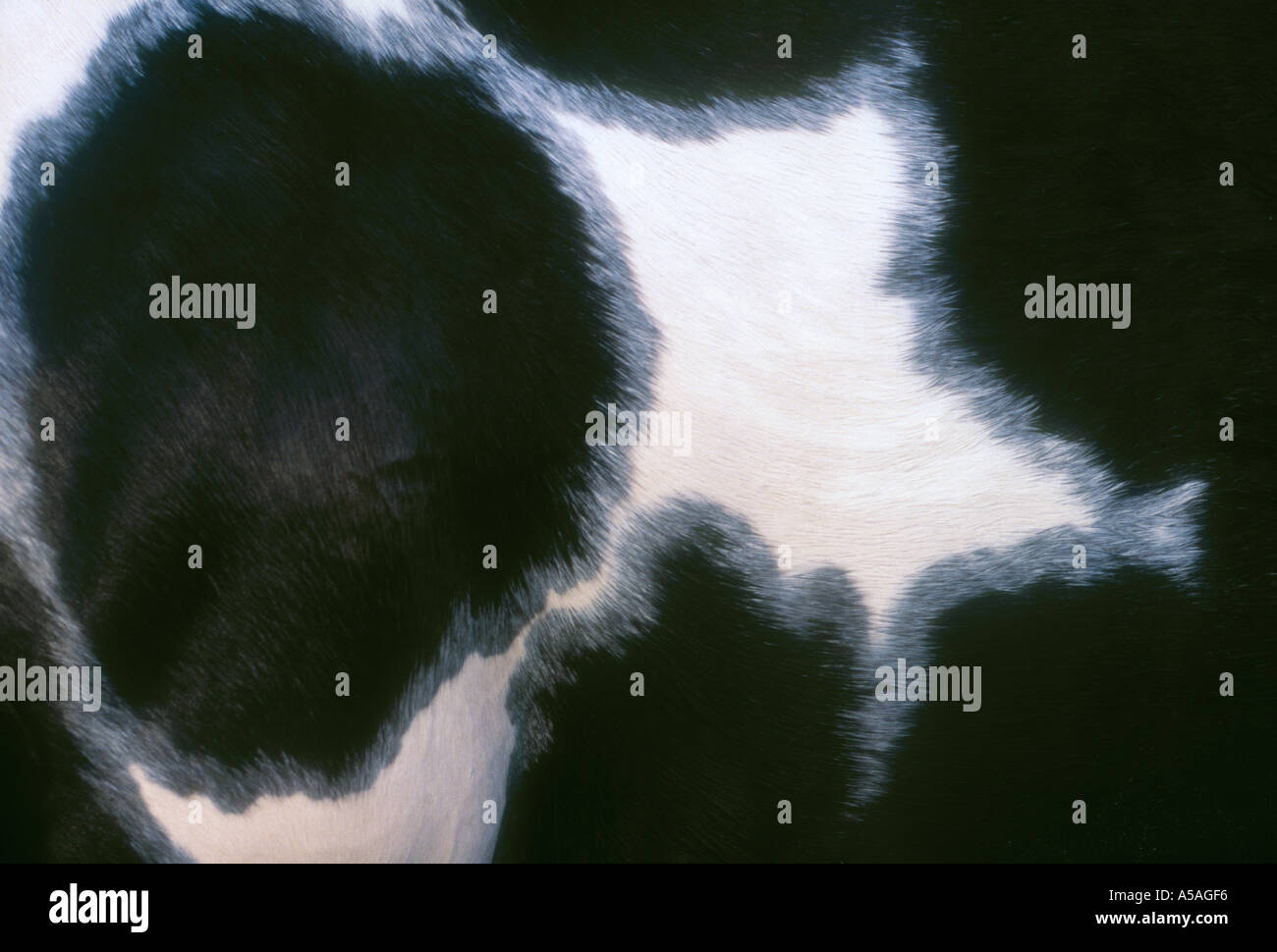 Paint Horse Coat Pattern Detail Stock Photo Alamy