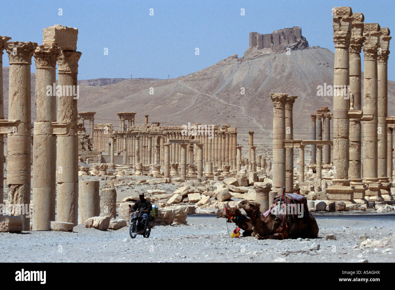 Camels at the Roman ruins in Palmyra Syria Stock Photo - Alamy