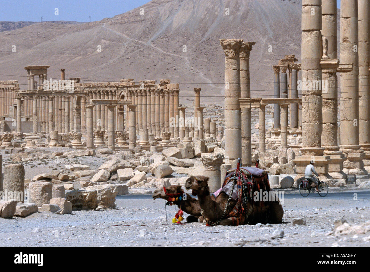 Camels palmyra syria ancient ruins hi-res stock photography and images ...