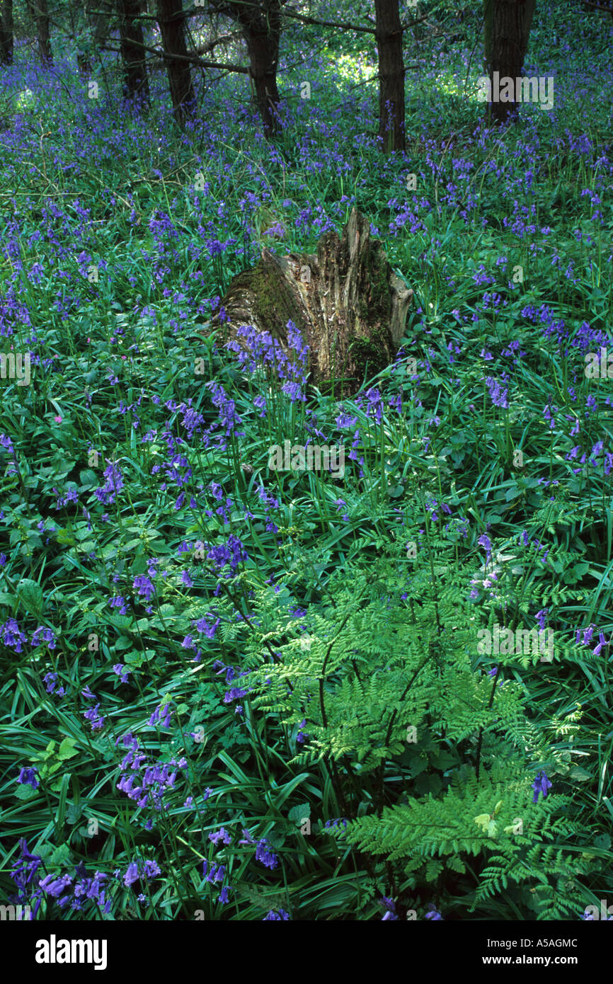 Bluebell View, Lawton Woods, Cheshire Stock Photo Alamy