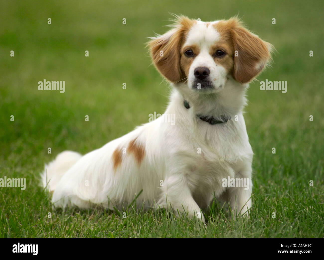 Small spaniel stting in grass Stock Photo