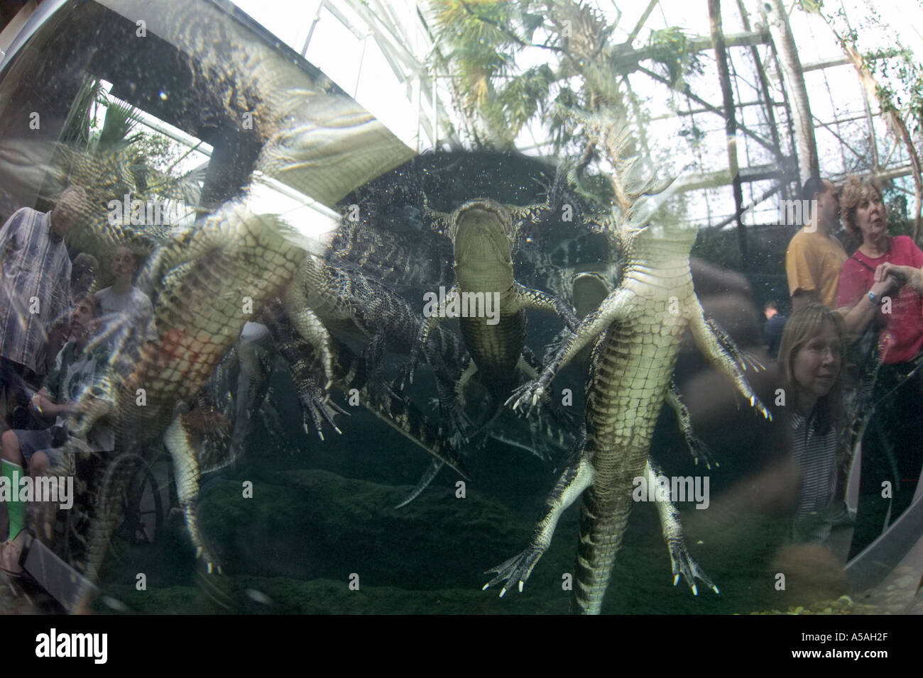 Baby alligators in tank Florida Aquariaum Tampa FL Stock Photo