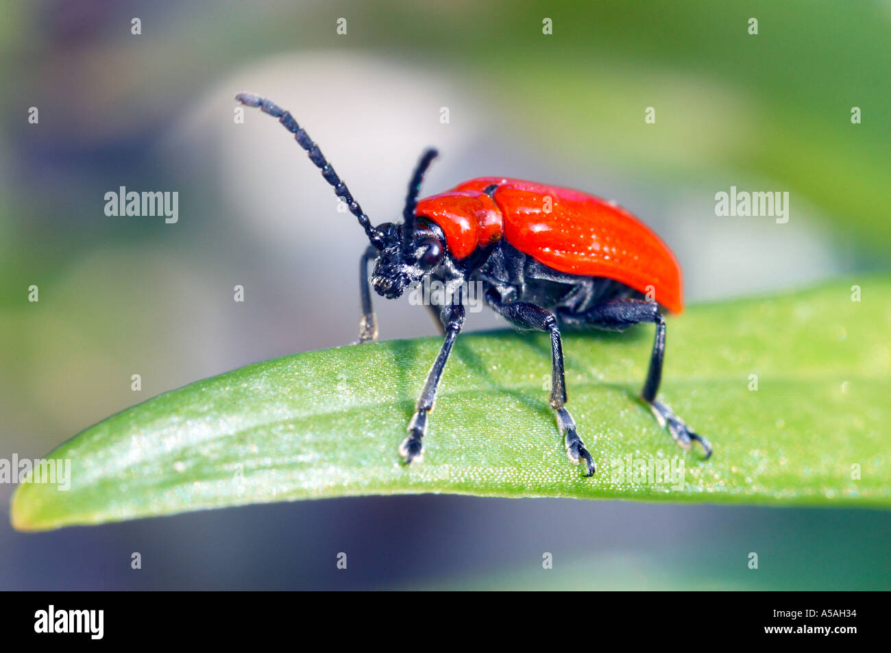 Lily beetle Lilioceris lilii on Lily plant leaf Stock Photo - Alamy
