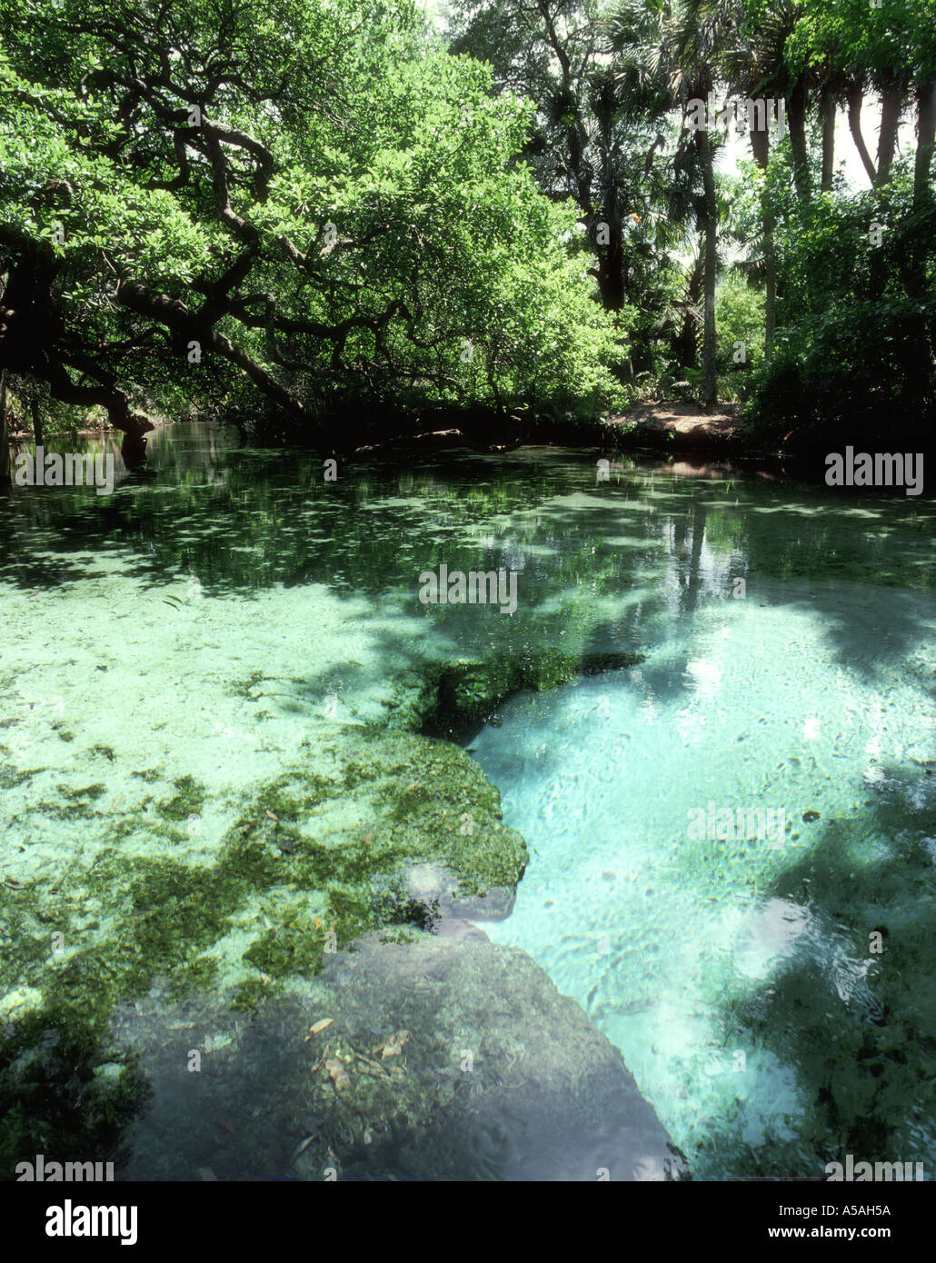 Sweetwater Springs Ocala National Forest FL Juniper Wilderness Stock