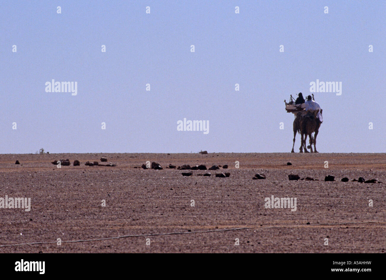 People taking a ride on a camel in Tindouf Sahrawi Western Algeria ...
