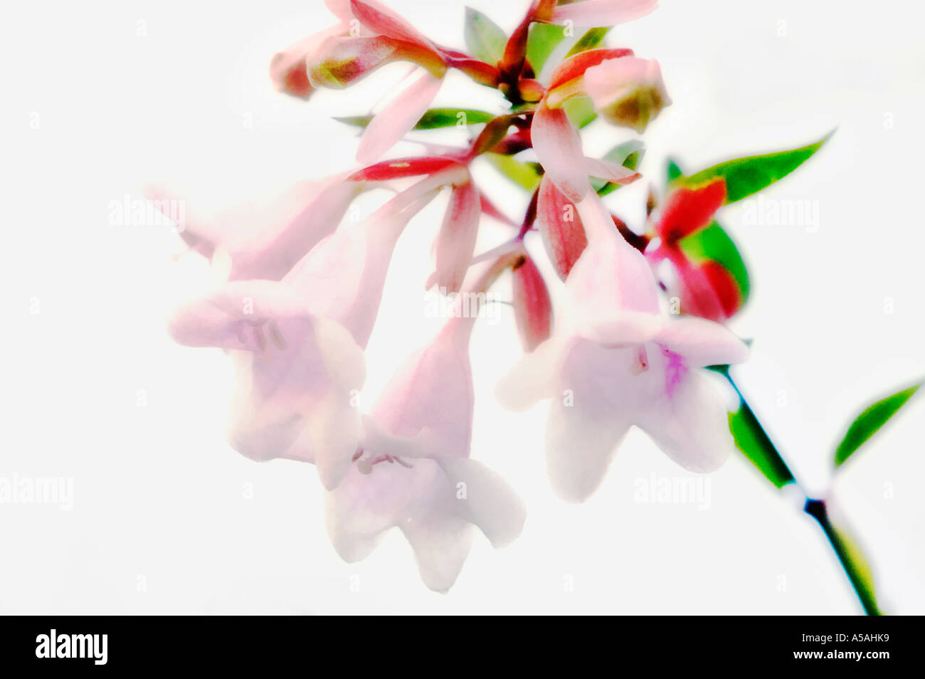 Abelia in bloom Stock Photo