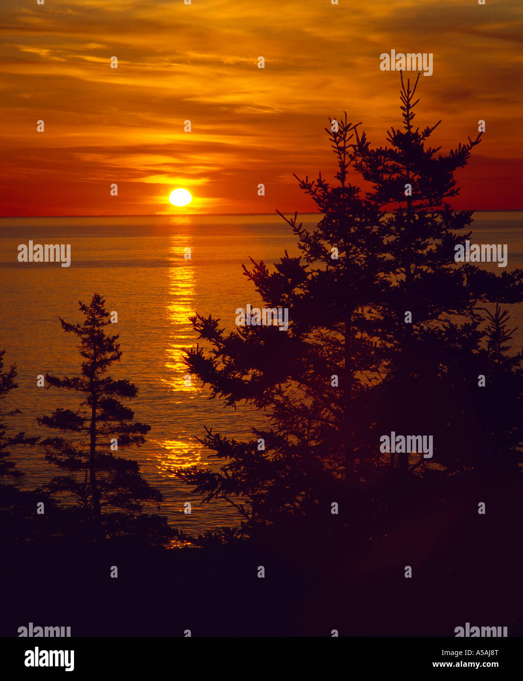 PINE TREES SILOHUETTED IN SUNRISE / MAINE Stock Photo Alamy