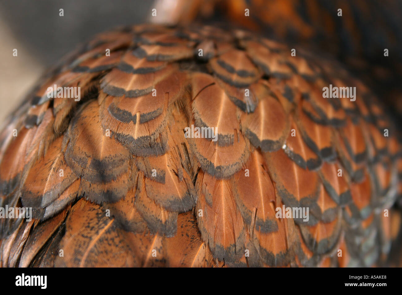 Brown chicken feathers closeup Stock Photo
