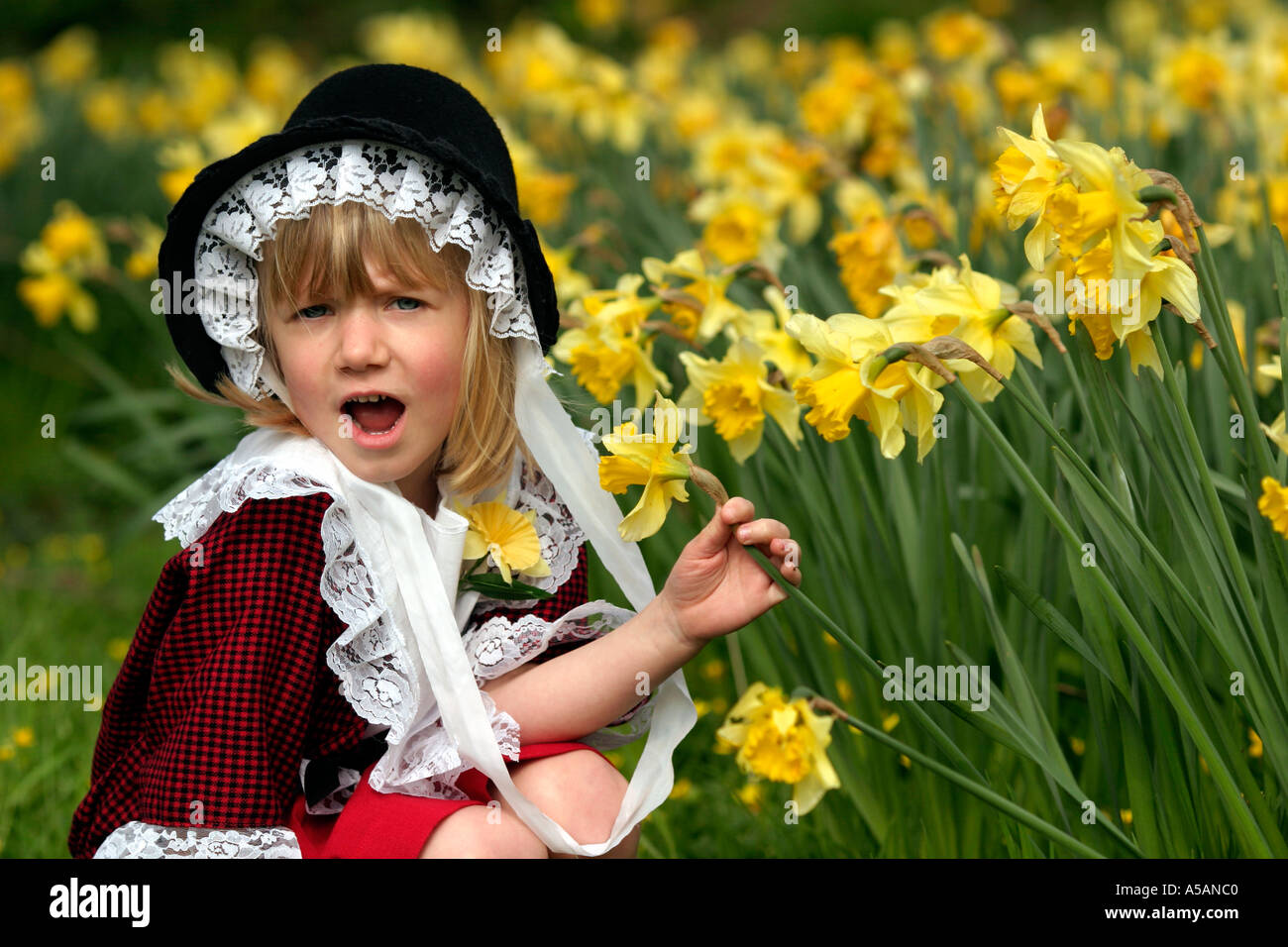 Welsh girl in national dress costume with a field of daffodils, on St David's Day , the patron saint of Wales Stock Photo