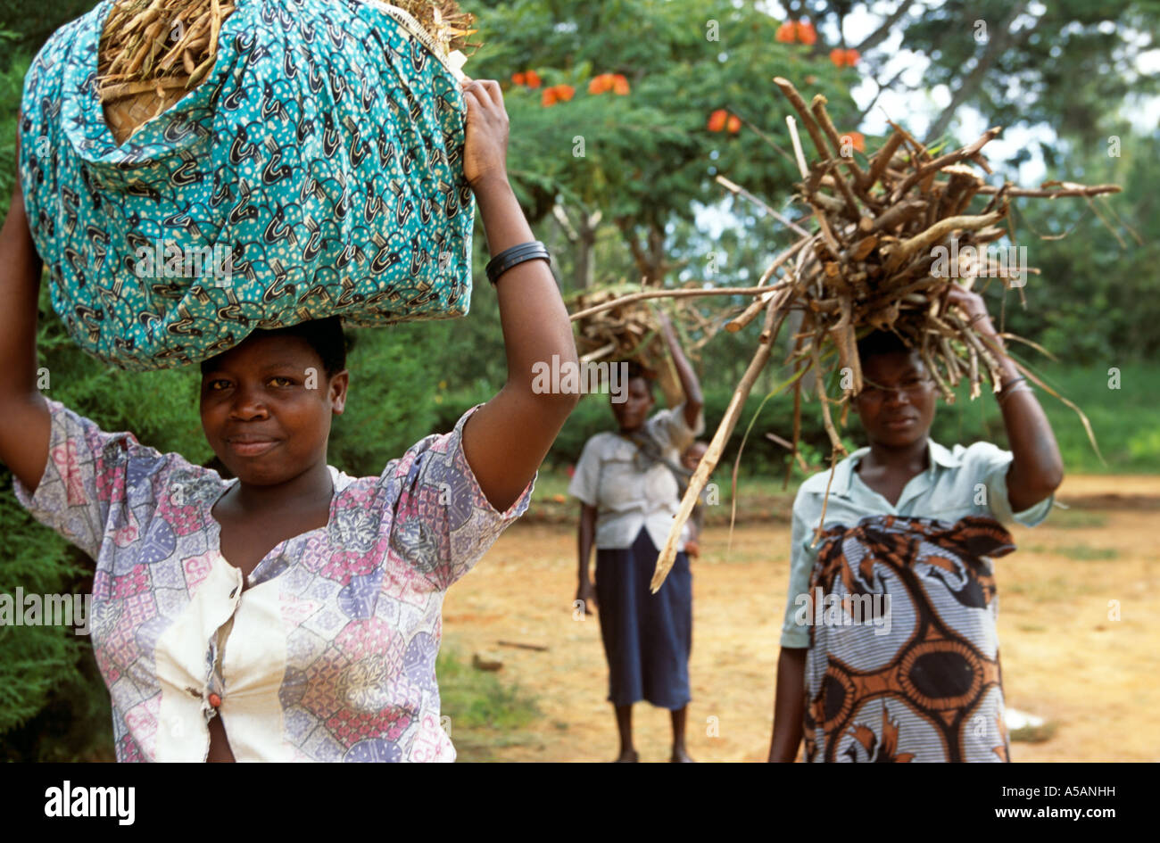 Women carrying twigs and wood on head, Malawi,  Africa Stock Photo