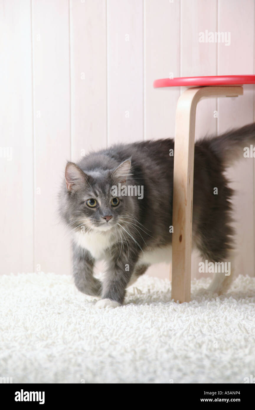 Maine coon cat walking Stock Photo Alamy