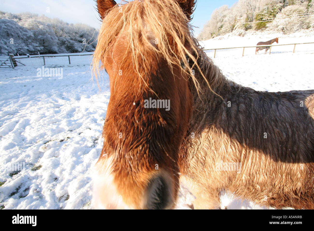 Miniature Horse in Snow cross between Shetland and Falabella South Wales Stock Photo