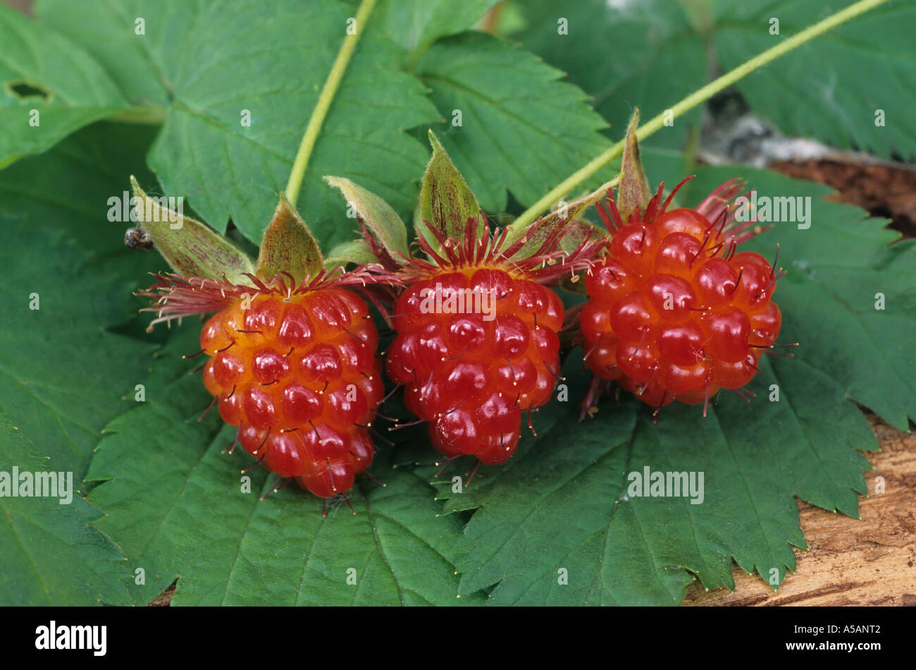 Salmonberries Rubus spectabilis Dean river valley central coast British