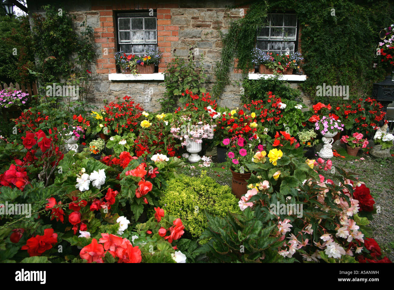 Begonias Irish cottage garden Ardee Co Louth Stock Photo