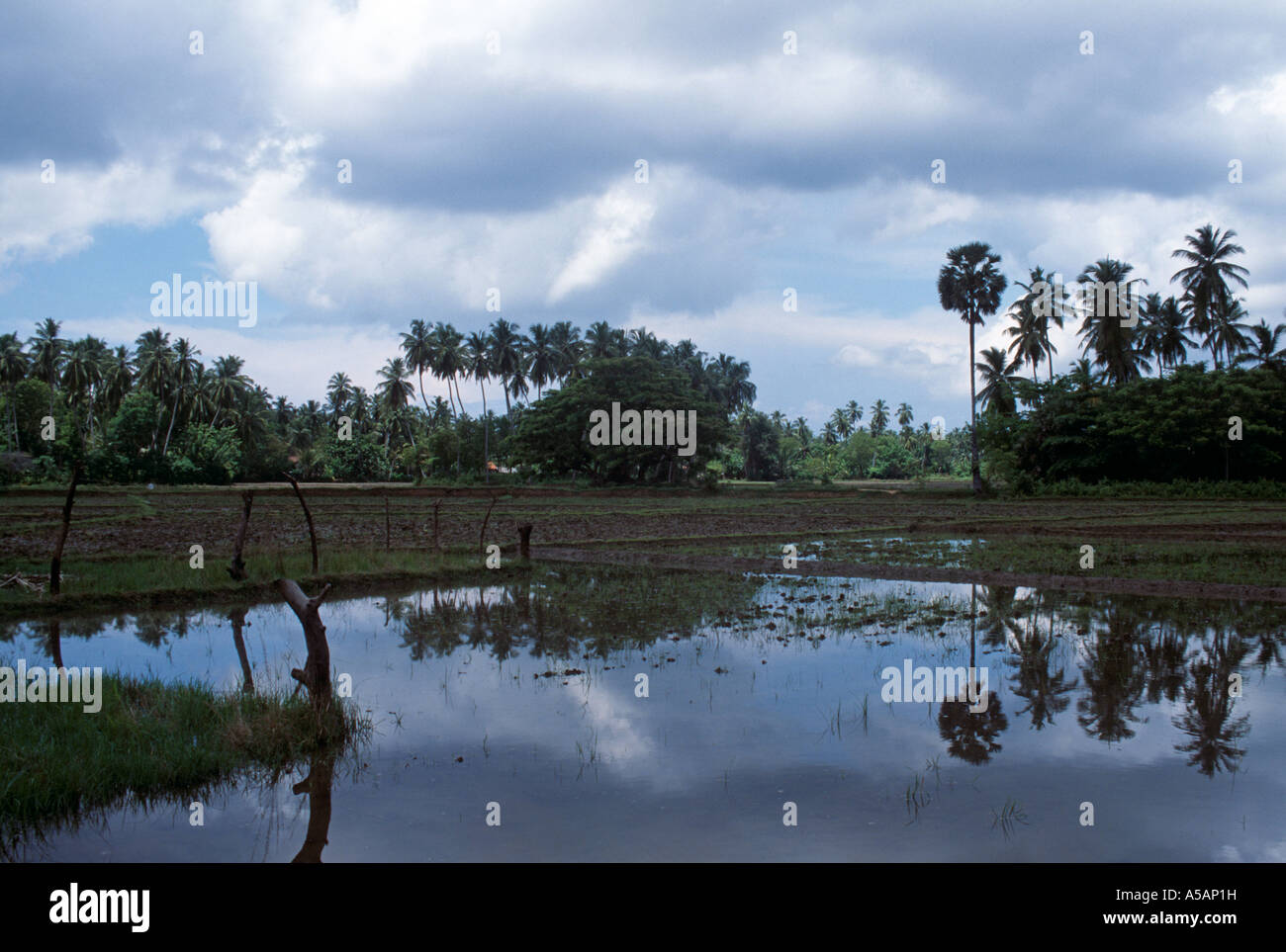 Rice paddy fields in Sri Lanka Stock Photo