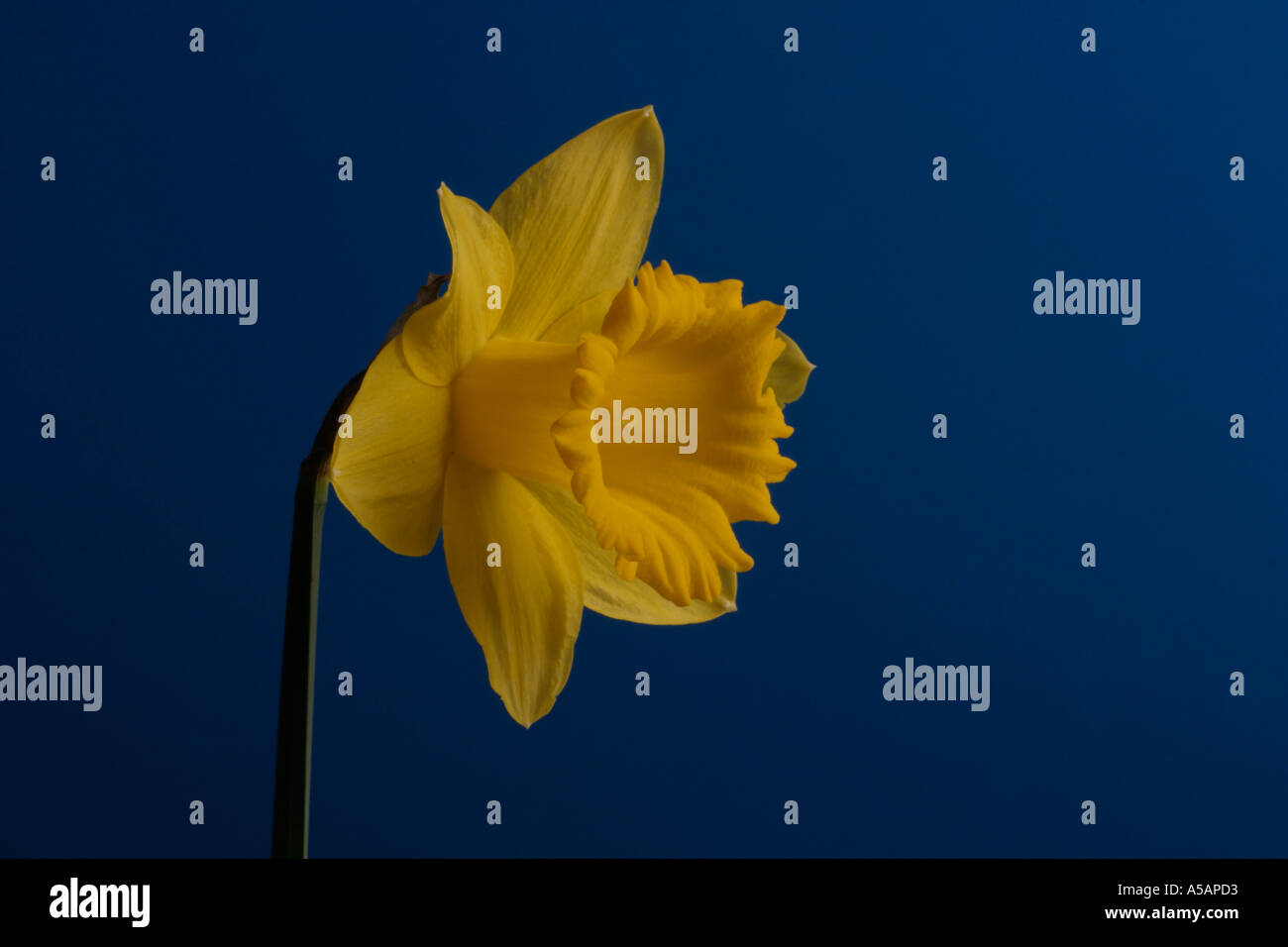 Daffodil national flower of wales symbol icon iconic symbolic Stock Photo