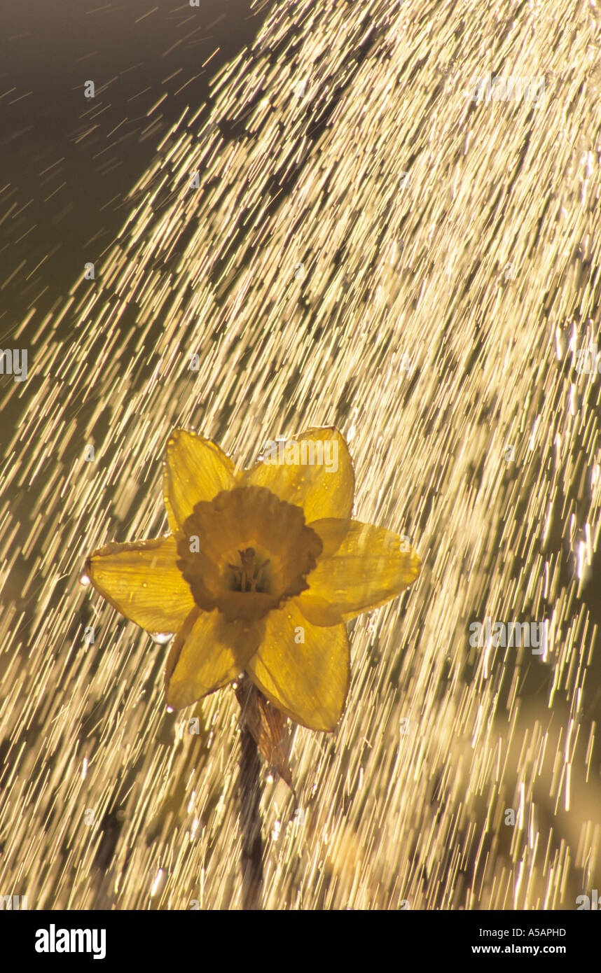Daffodil being watered Smithers British Columbia Stock Photo