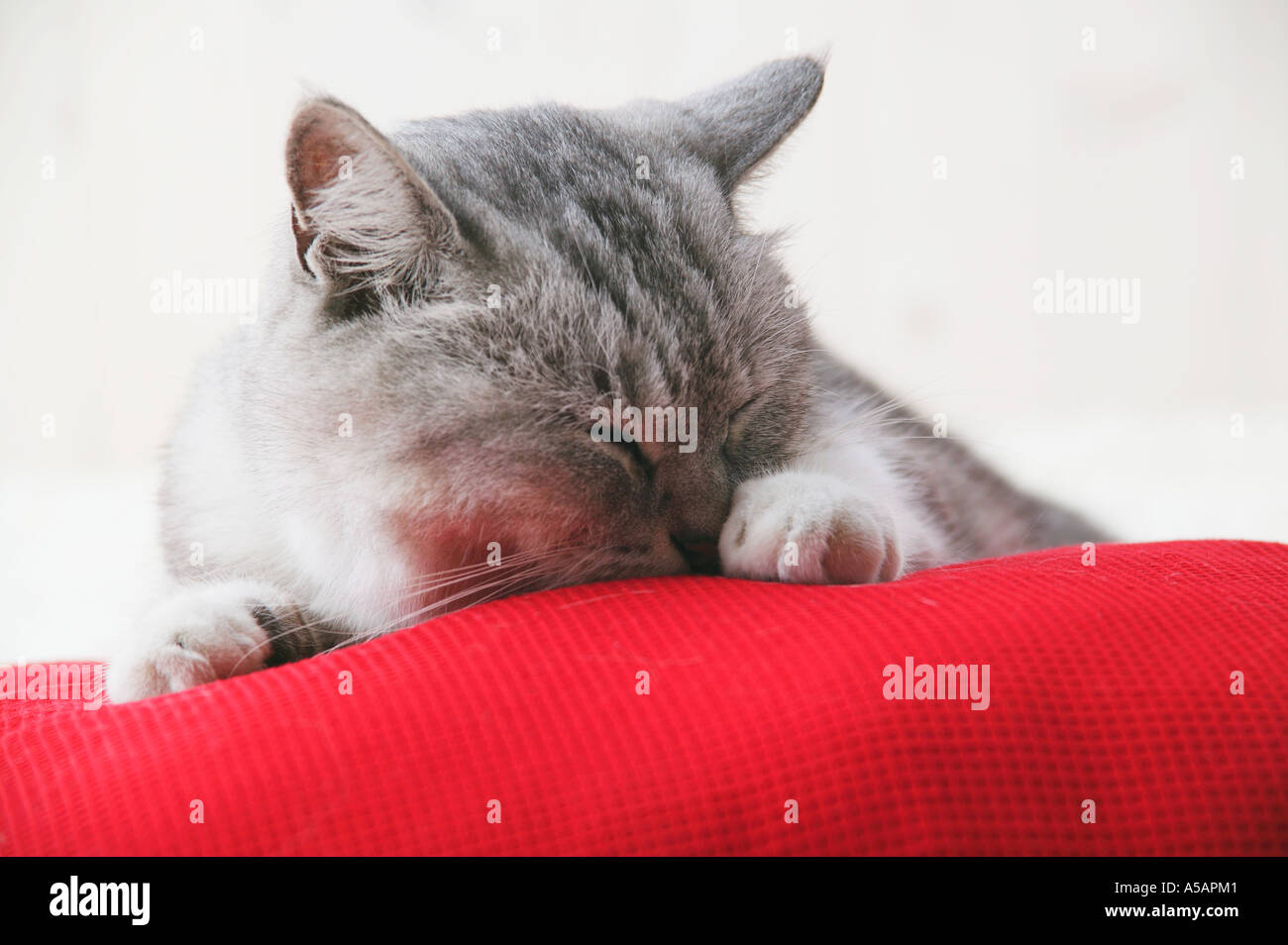 Mixed breed cat licking its paw Stock Photo Alamy