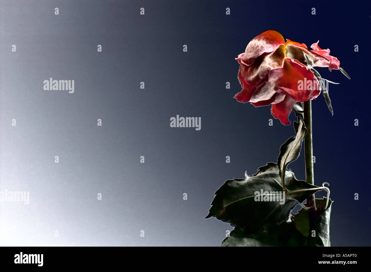 Ageing Roses Ageing Rose Flower Stock Photo - Alamy