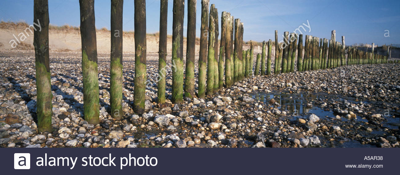 Wooden groynes at low tide East Head West Wittering Chichester Harbour
