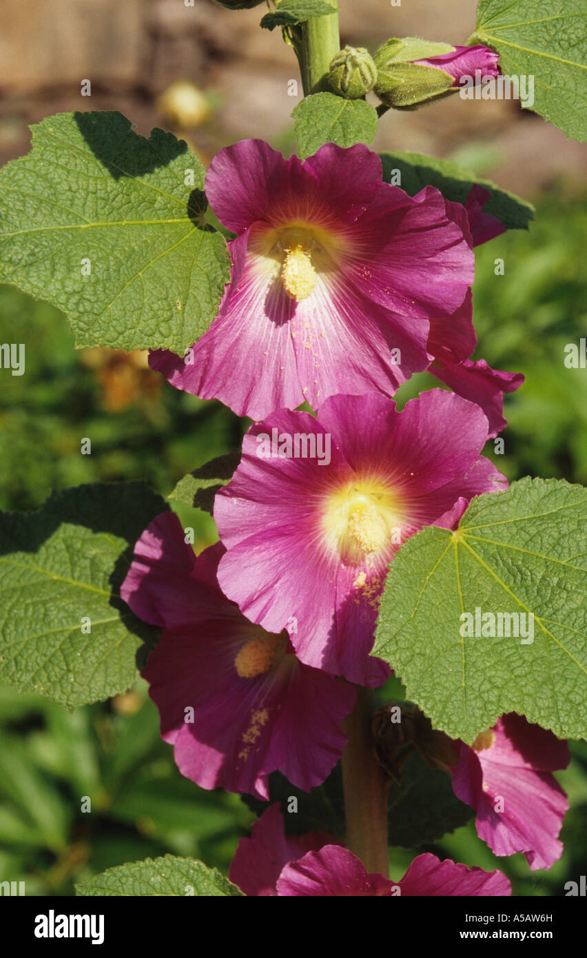 Flowering Red Hollyhock Alcea Plant in the mallow family Malvaceae in Full Bloom Stock Photo