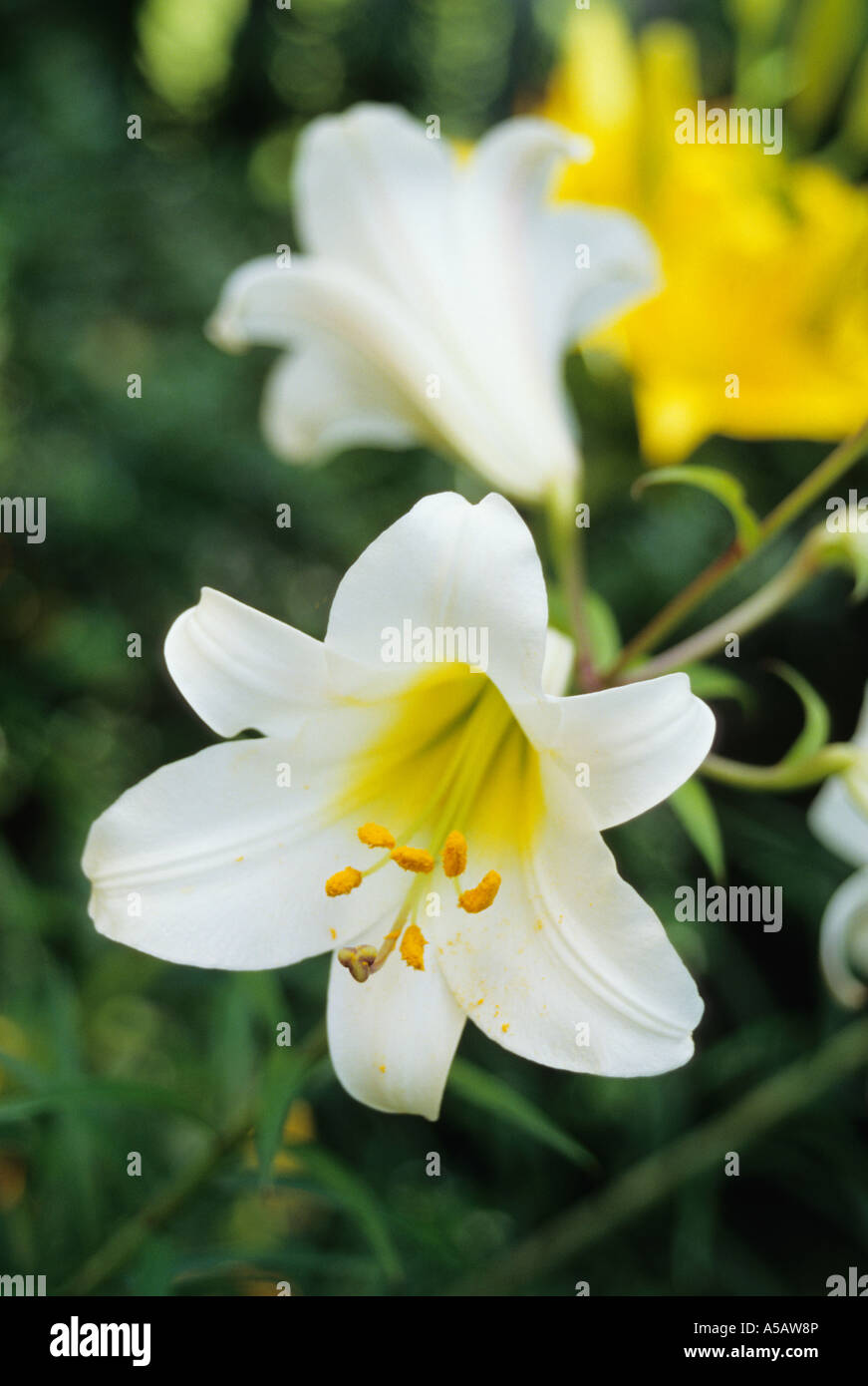 White Oriental Lily  Plant in Bloom Stock Photo