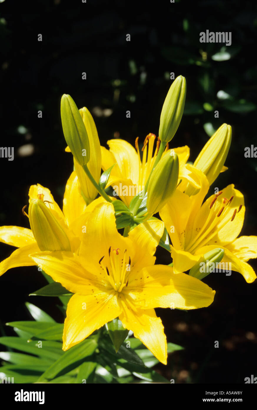 Yellow Oriental Lily Flowering Plant in Bloom & Buds Stock Photo Alamy