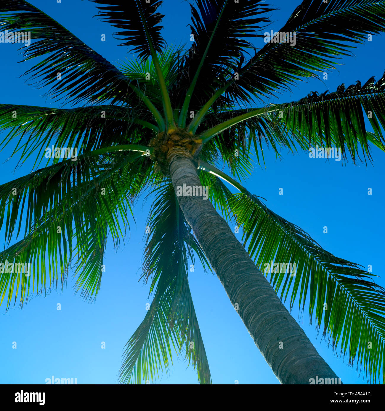 coconut palm Fort Lauderdale Florida Stock Photo Alamy