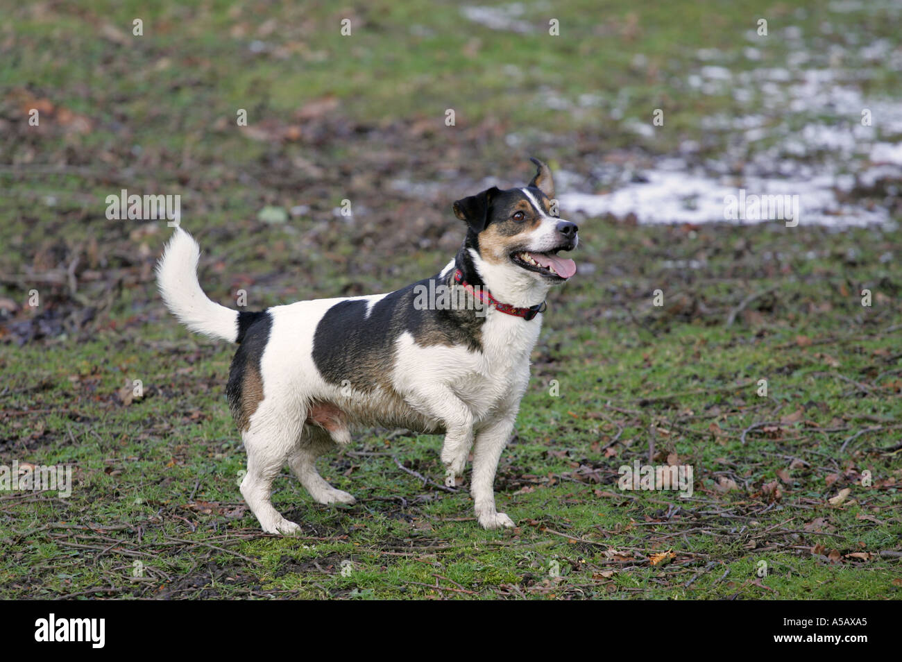 Right paw up hi-res stock photography and images - Alamy