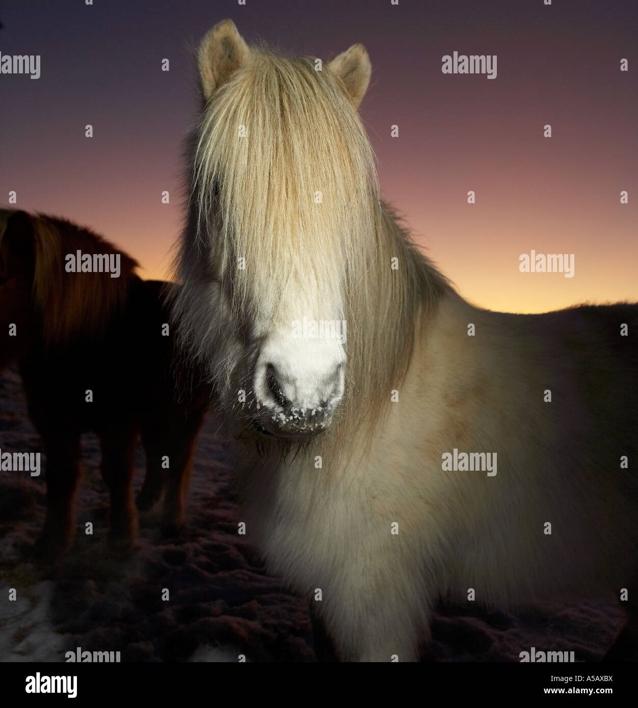 Icelandic  Pure Breed Horse, Winter Coat, Iceland Stock Photo