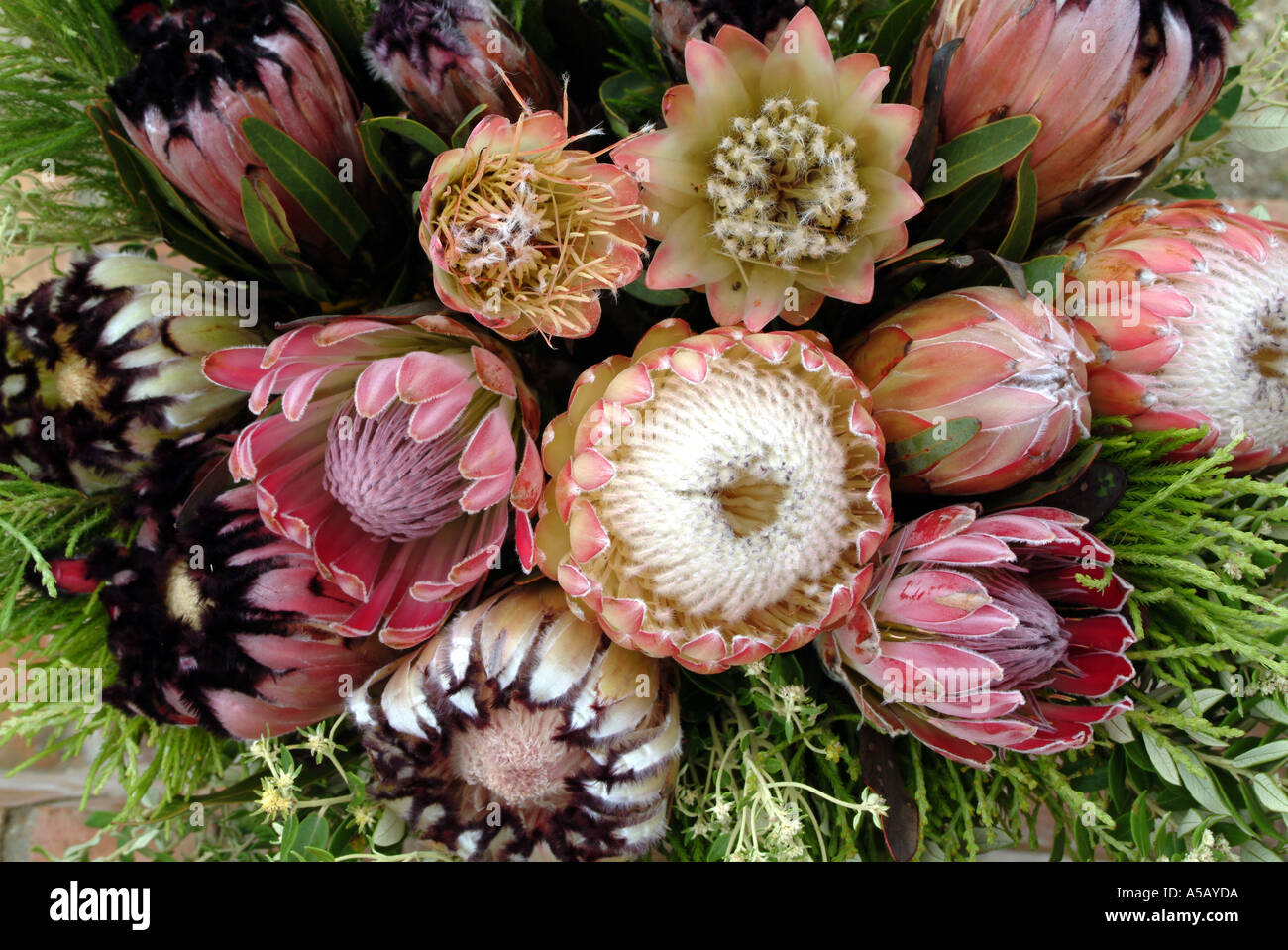 Colourfull display of Protea blooms and species Cape Town South Africa