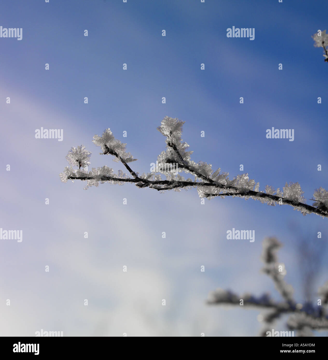 Ice Crystals on tree branches , Lake Myvatn, Iceland Stock Photo