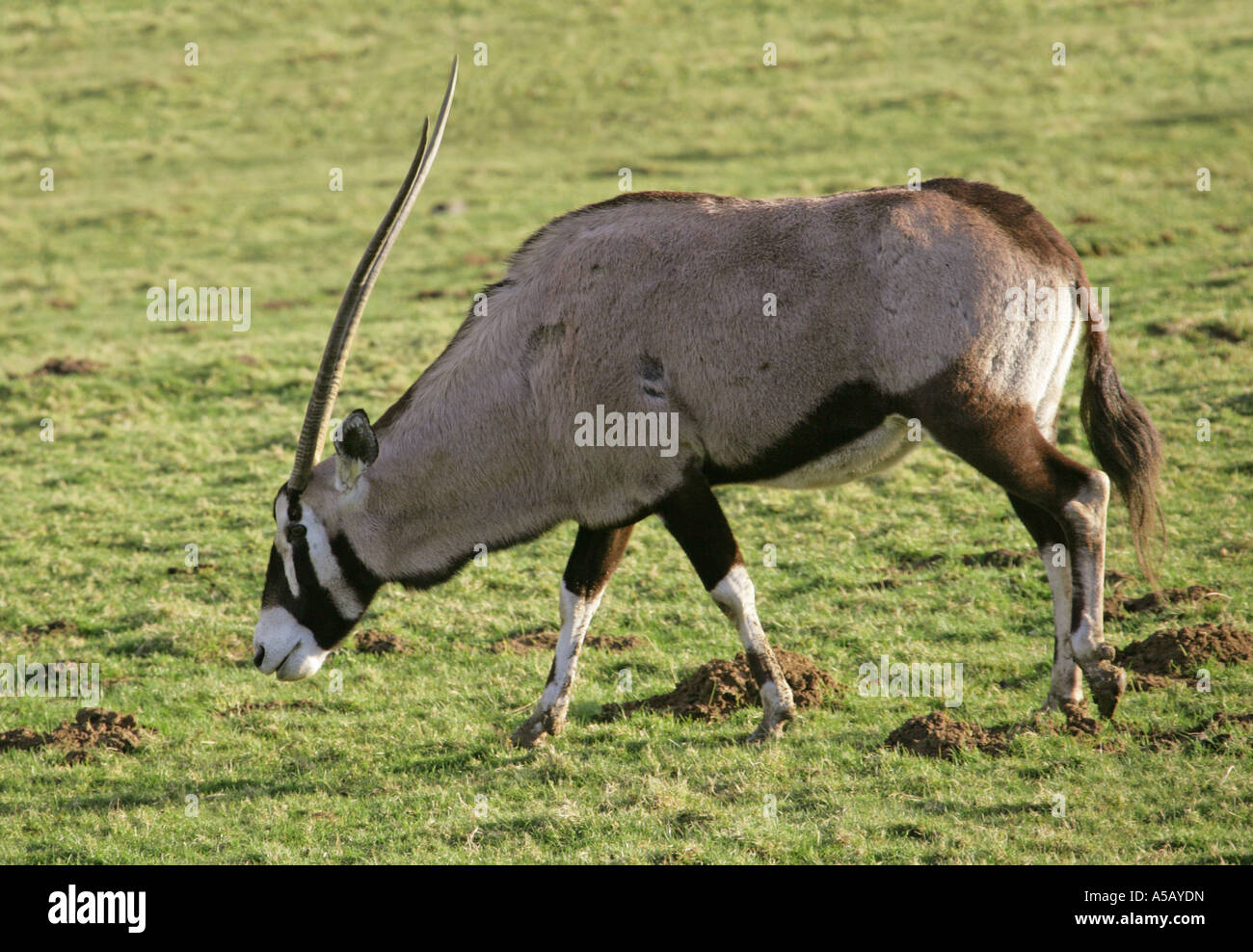 Beisa East African Oryx, Common Beisa Oryx (Oryx beisa beisa Stock Photo - Alamy