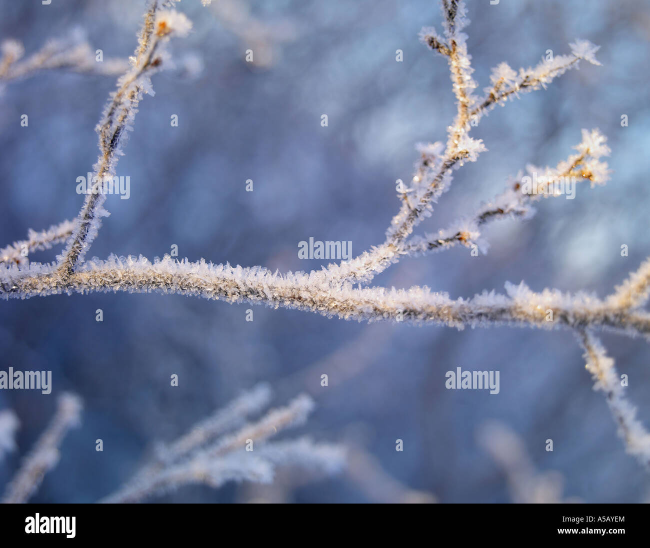 Ice Crystals on tree branches , Lake Myvatn, Iceland Stock Photo