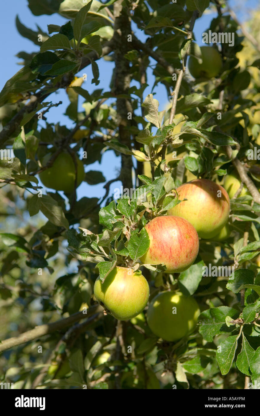 Apple tree Astoria Oregon Stock Photo - Alamy