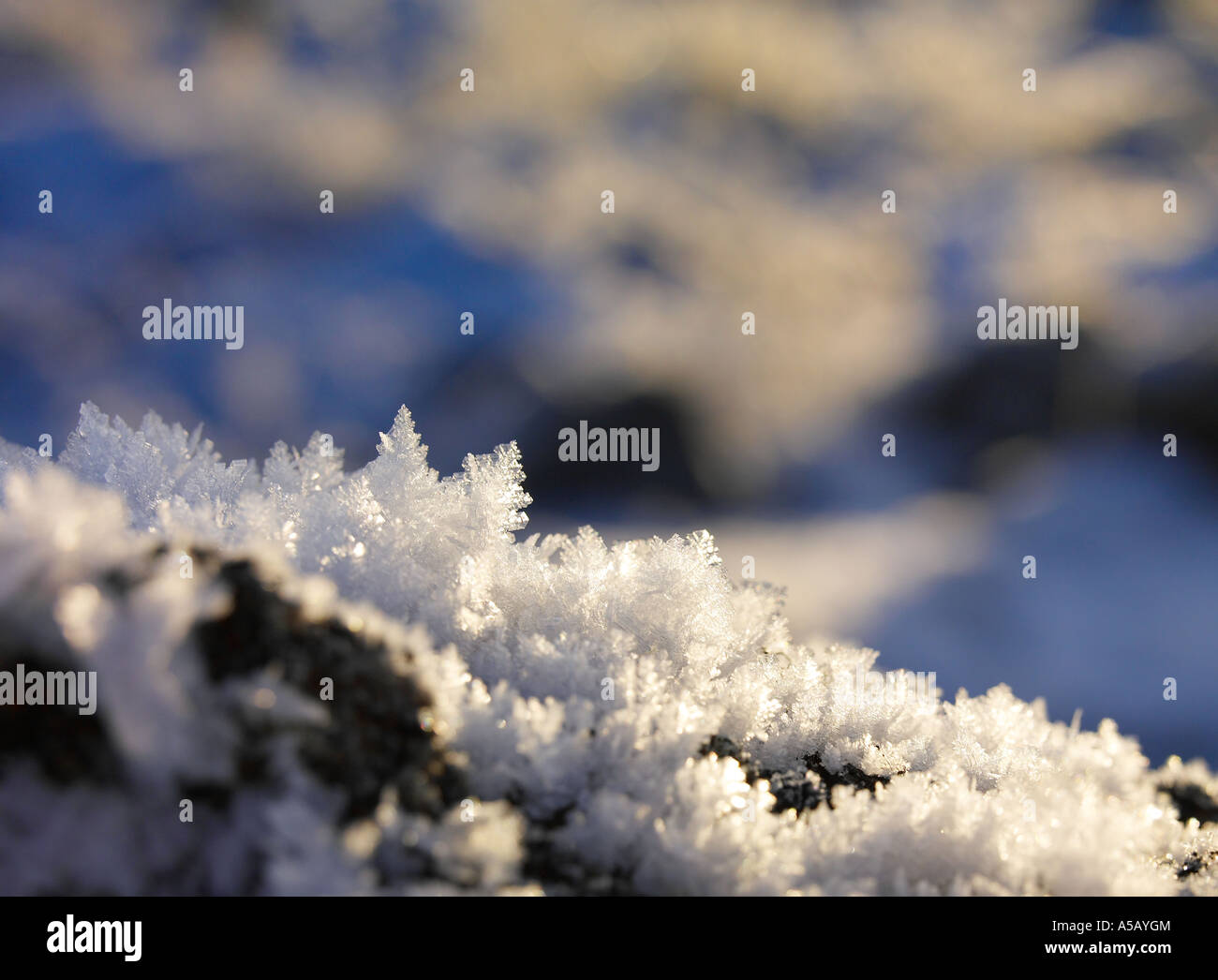 Ice Crystals on tree branches, Lake Myvatn, Iceland Stock Photo