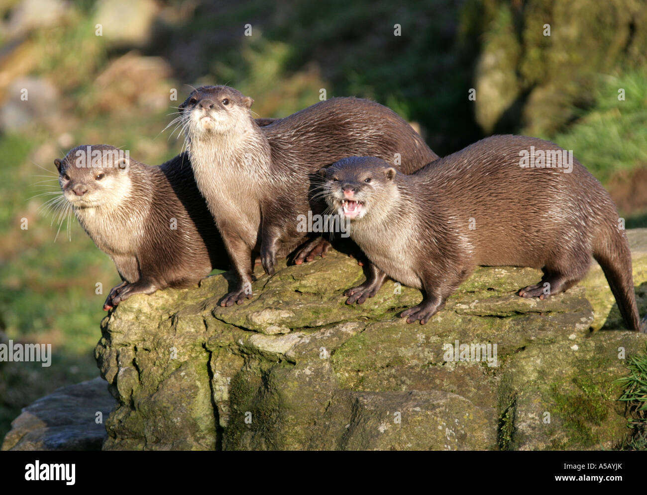 Oriental Small-clawed Otters, Aonyx cinerea. Also Known as Asian Short-clawed Otters Stock Photo