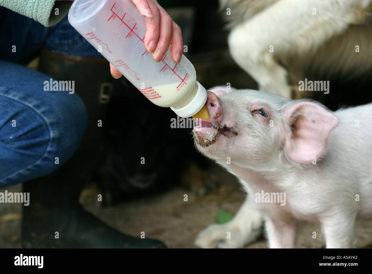 Feeding piglet bottle milk High Resolution Stock Photography and Images