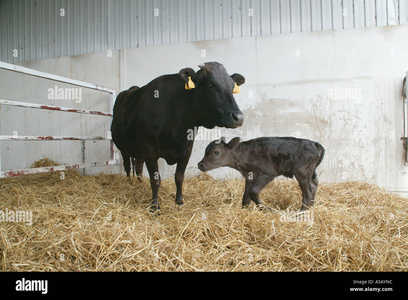 Cow and calf Stock Photo - Alamy