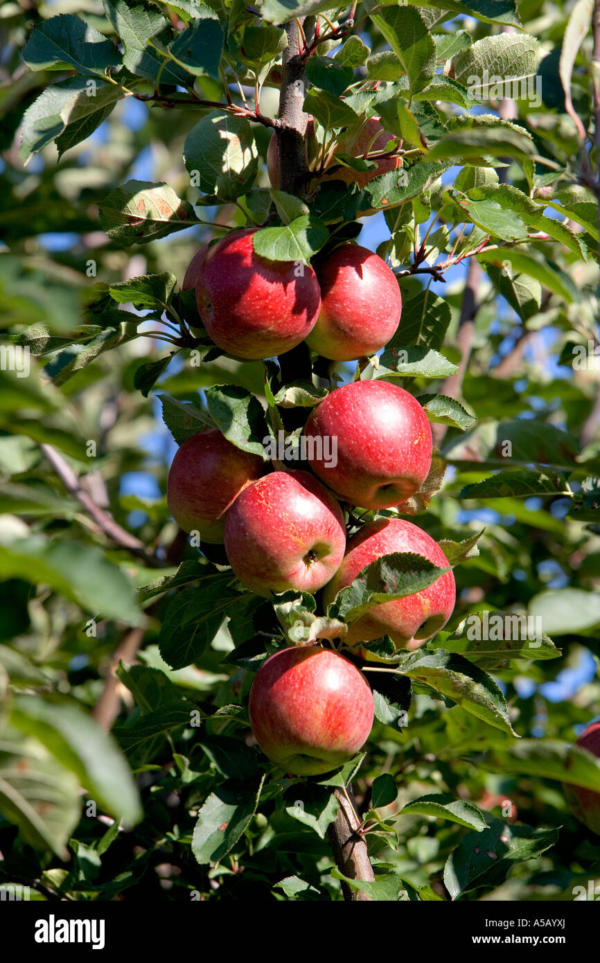 Ripe Winesap Apples Stock Photo