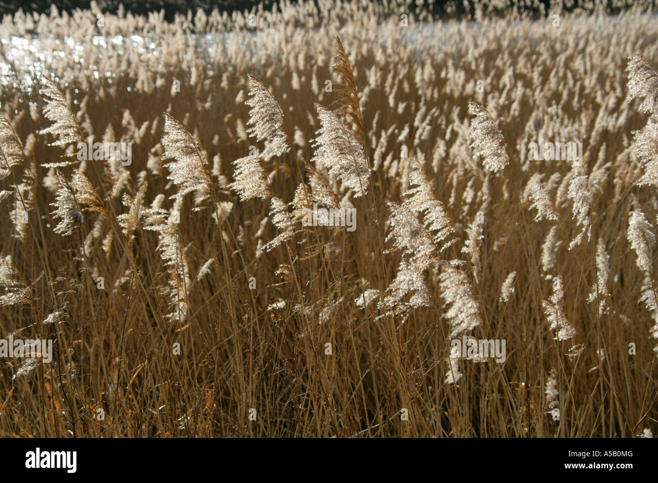 Reed Beds at Tring Reservoirs and Bird Sanctuary Stock Photo