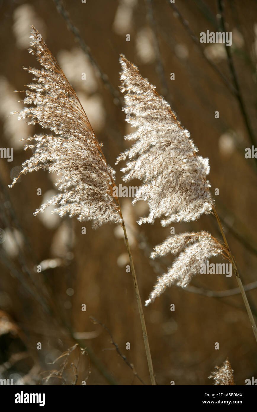 Reed Beds at Tring Reservoirs and Bird Sanctuary Stock Photo