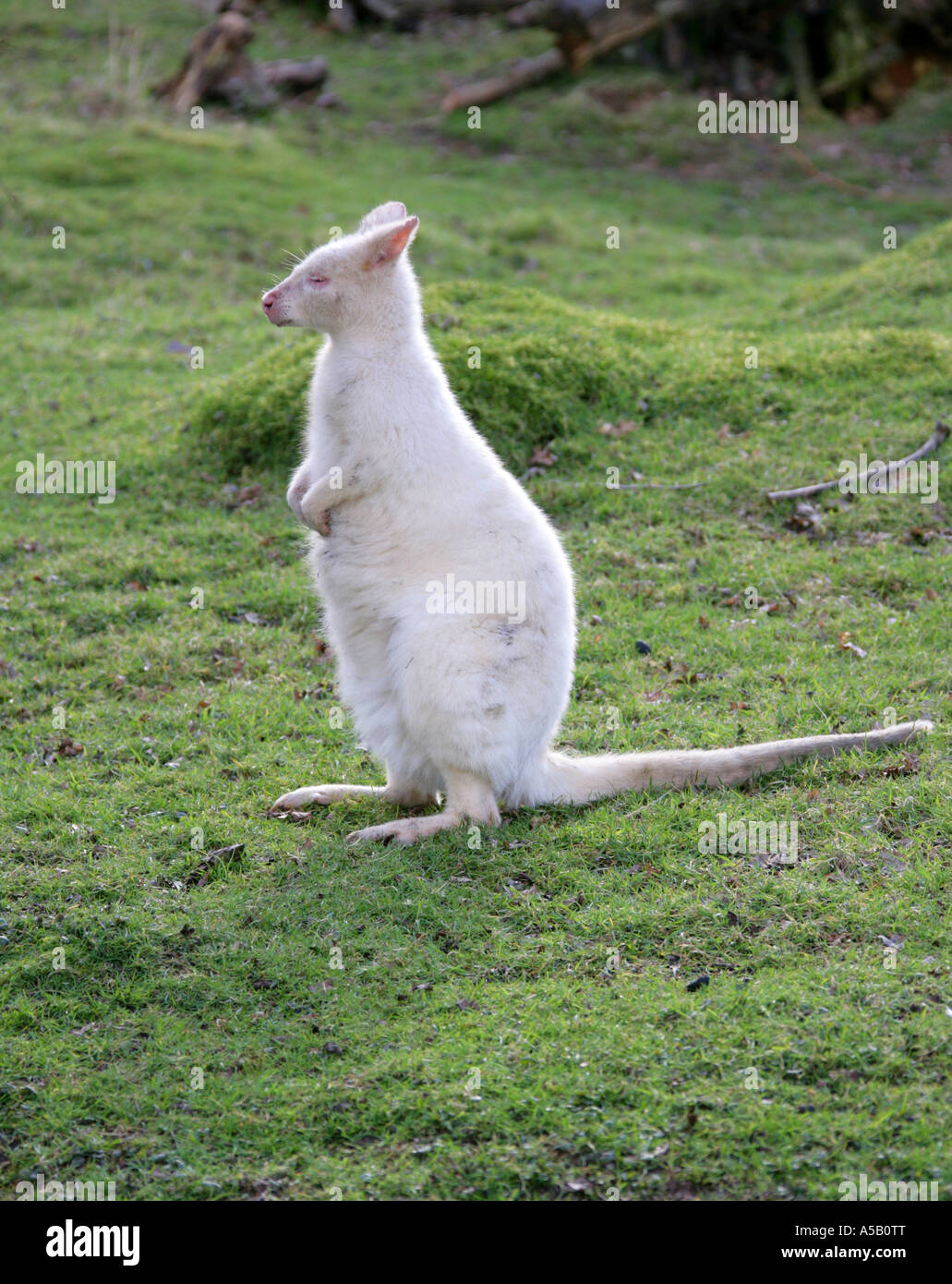 Albino Bennetts Wallaby Macropus rufogrisseus Stock Photo