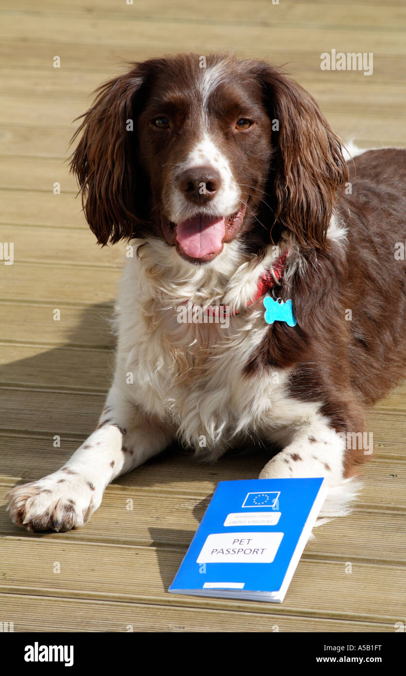 Pet Passport Springer Spaniel dog with European blue passport document. Stock Photo